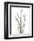 Lily of the Valley-Albert Koetsier-Framed Premium Giclee Print