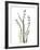 Lily of the Valley-Albert Koetsier-Framed Premium Giclee Print