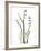 Lily of the Valley-Albert Koetsier-Framed Premium Giclee Print