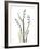 Lily of the Valley-Albert Koetsier-Framed Premium Giclee Print