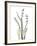 Lily of the Valley-Albert Koetsier-Framed Premium Giclee Print