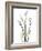 Lily of the Valley-Albert Koetsier-Framed Premium Giclee Print