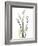 Lily of the Valley-Albert Koetsier-Framed Premium Giclee Print