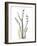 Lily of the Valley-Albert Koetsier-Framed Premium Giclee Print