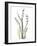 Lily of the Valley-Albert Koetsier-Framed Premium Giclee Print