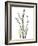 Lily of the Valley-Albert Koetsier-Framed Premium Giclee Print