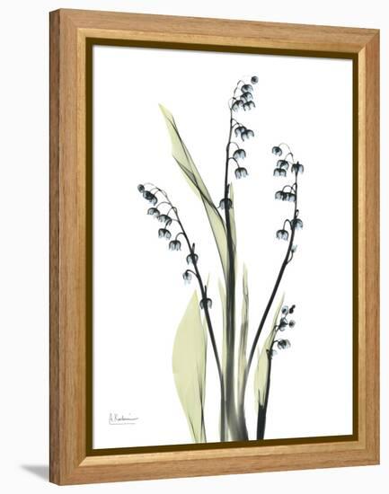 Lily of the Valley-Albert Koetsier-Framed Stretched Canvas