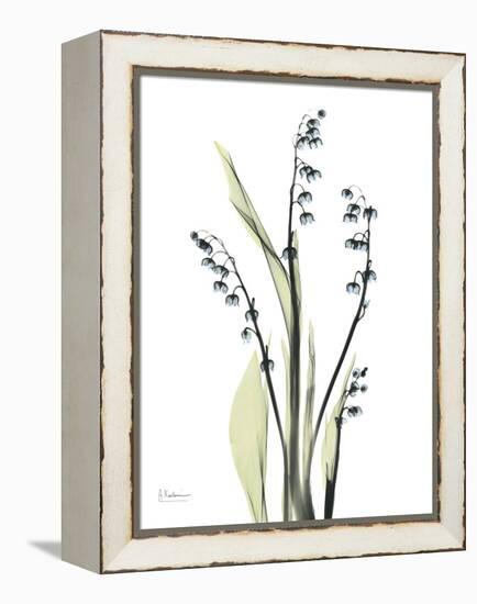 Lily of the Valley-Albert Koetsier-Framed Stretched Canvas