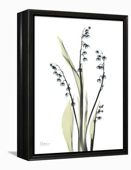 Lily of the Valley-Albert Koetsier-Framed Stretched Canvas