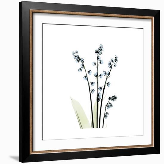 Lily of the Valley-Albert Koetsier-Framed Premium Giclee Print