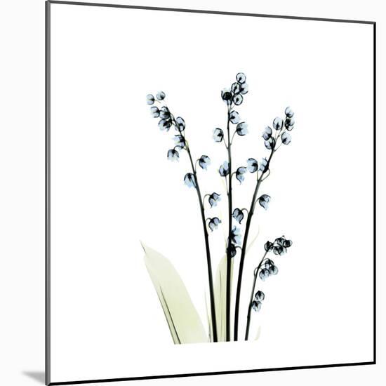 Lily of the Valley-Albert Koetsier-Mounted Premium Giclee Print