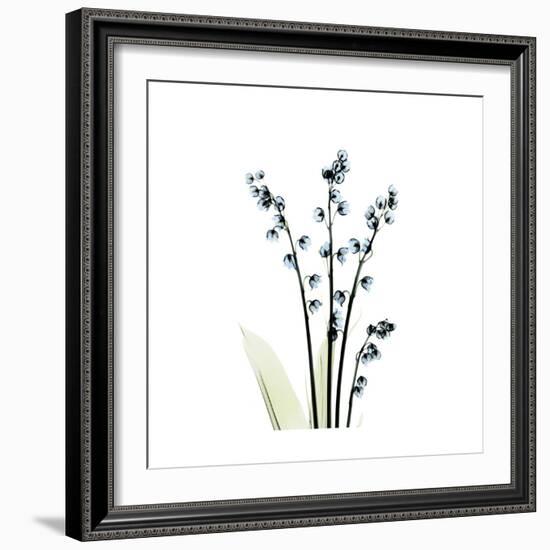 Lily of the Valley-Albert Koetsier-Framed Premium Giclee Print