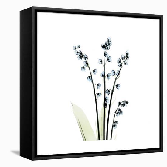 Lily of the Valley-Albert Koetsier-Framed Stretched Canvas