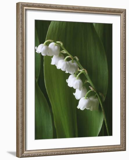 Lily of the Valley-Anna Miller-Framed Photographic Print