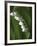 Lily of the Valley-Anna Miller-Framed Photographic Print