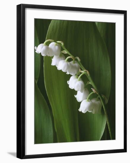 Lily of the Valley-Anna Miller-Framed Photographic Print