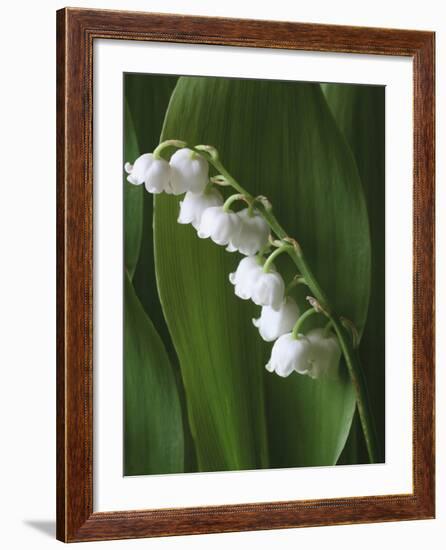 Lily of the Valley-Anna Miller-Framed Photographic Print