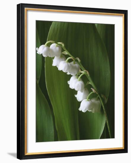 Lily of the Valley-Anna Miller-Framed Photographic Print