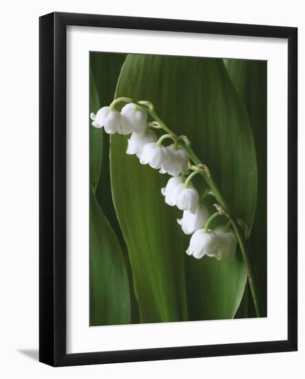 Lily of the Valley-Anna Miller-Framed Photographic Print