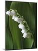 Lily of the Valley-Anna Miller-Mounted Photographic Print