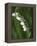 Lily of the Valley-Anna Miller-Framed Premier Image Canvas