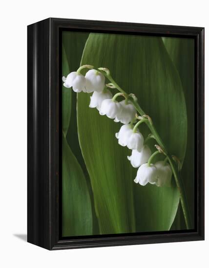 Lily of the Valley-Anna Miller-Framed Premier Image Canvas