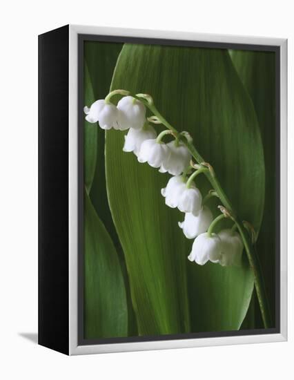Lily of the Valley-Anna Miller-Framed Premier Image Canvas