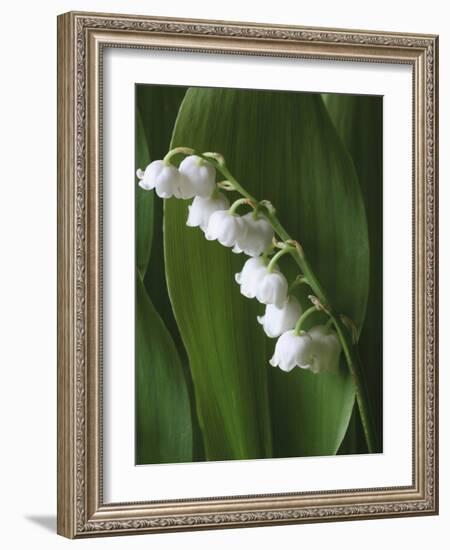 Lily of the Valley-Anna Miller-Framed Photographic Print