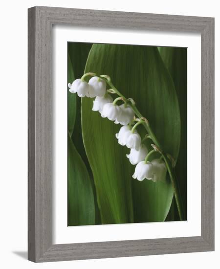 Lily of the Valley-Anna Miller-Framed Photographic Print