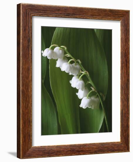 Lily of the Valley-Anna Miller-Framed Photographic Print