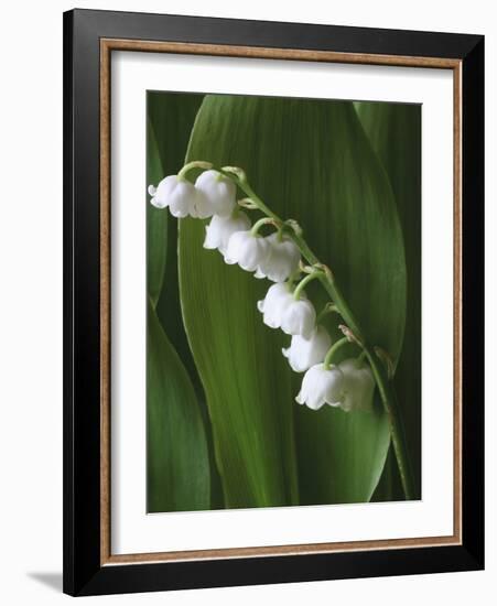 Lily of the Valley-Anna Miller-Framed Photographic Print