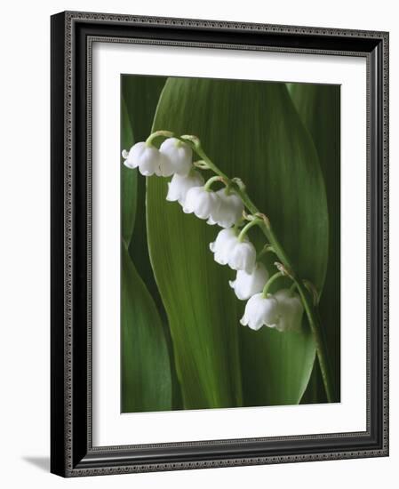 Lily of the Valley-Anna Miller-Framed Photographic Print