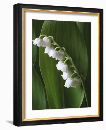 Lily of the Valley-Anna Miller-Framed Photographic Print