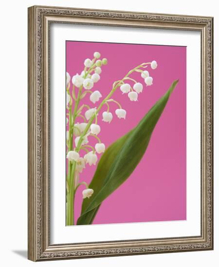 Lily of the valley-Ada Summer-Framed Photographic Print