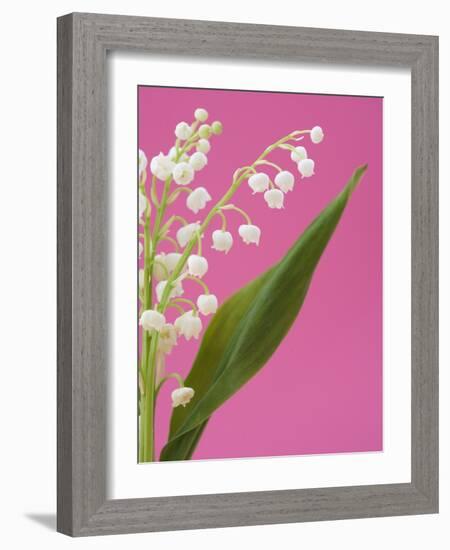 Lily of the valley-Ada Summer-Framed Photographic Print