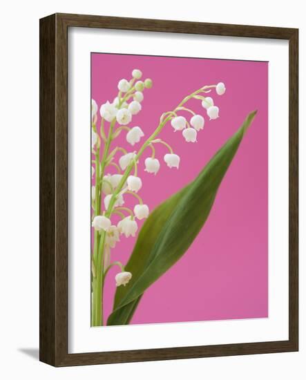 Lily of the valley-Ada Summer-Framed Photographic Print