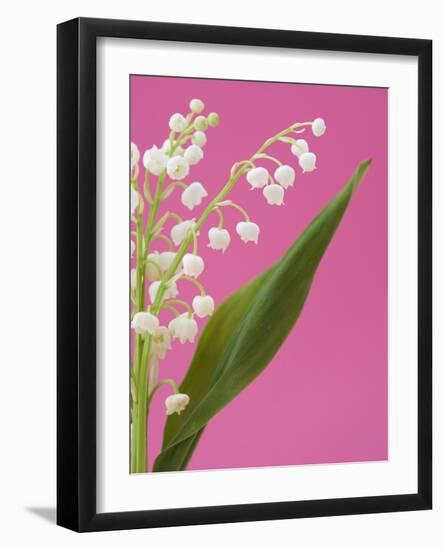 Lily of the valley-Ada Summer-Framed Photographic Print