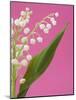 Lily of the valley-Ada Summer-Mounted Photographic Print