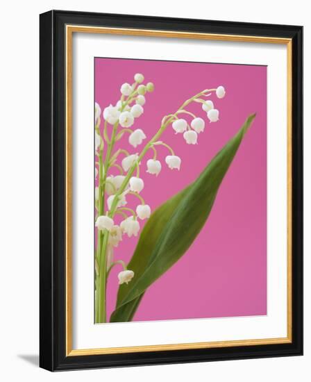 Lily of the valley-Ada Summer-Framed Photographic Print