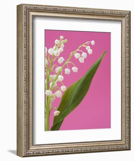 Lily of the valley-Ada Summer-Framed Photographic Print