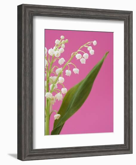 Lily of the valley-Ada Summer-Framed Photographic Print