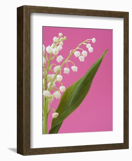 Lily of the valley-Ada Summer-Framed Photographic Print