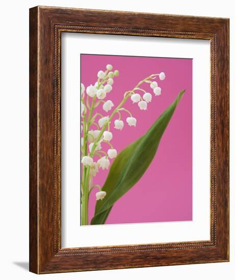 Lily of the valley-Ada Summer-Framed Photographic Print