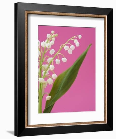 Lily of the valley-Ada Summer-Framed Photographic Print