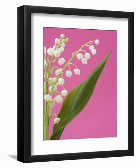 Lily of the valley-Ada Summer-Framed Photographic Print