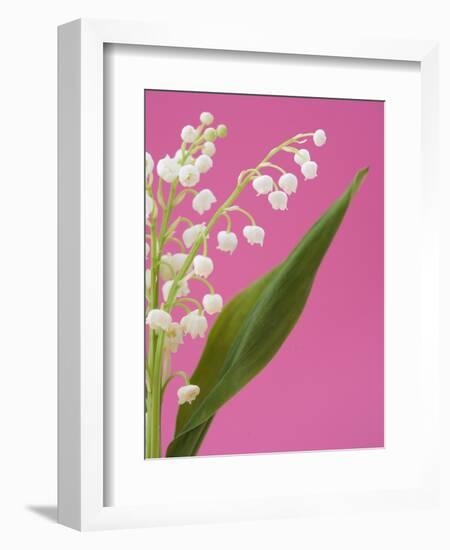 Lily of the valley-Ada Summer-Framed Photographic Print