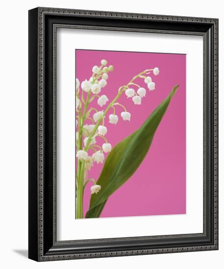 Lily of the valley-Ada Summer-Framed Photographic Print