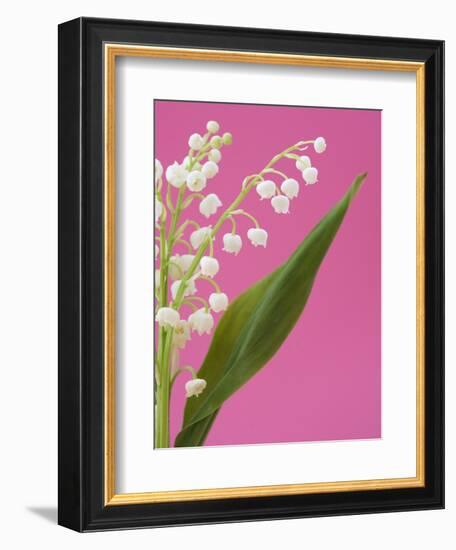 Lily of the valley-Ada Summer-Framed Photographic Print