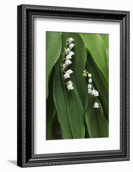 Lily of the Valley-Anna Miller-Framed Photographic Print