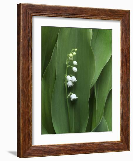 Lily of the Valley-Anna Miller-Framed Photographic Print